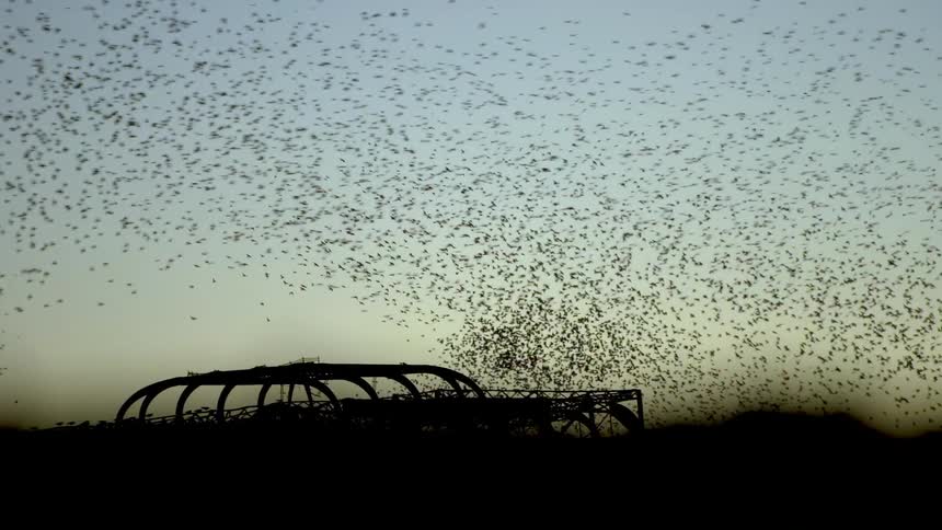 Large flock of birds flying in unison at dusk