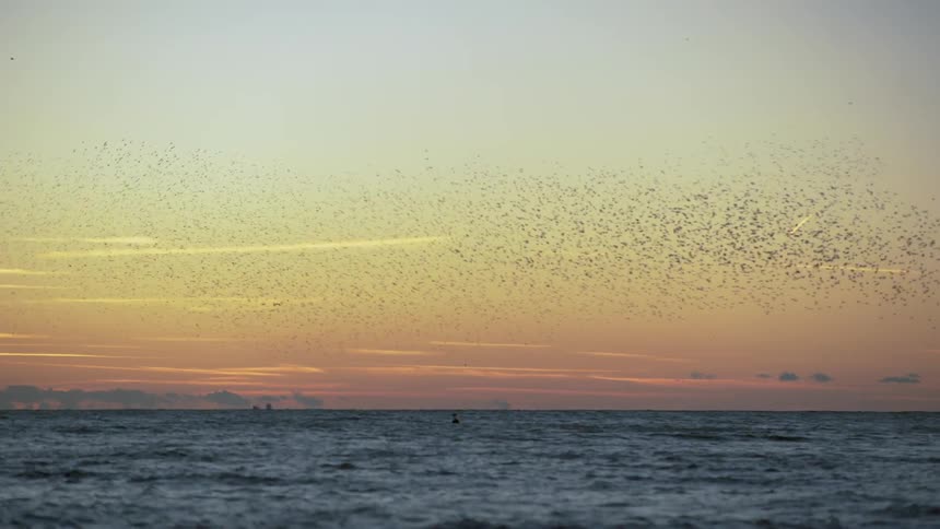 A flock of birds flies over the ocean at sunset