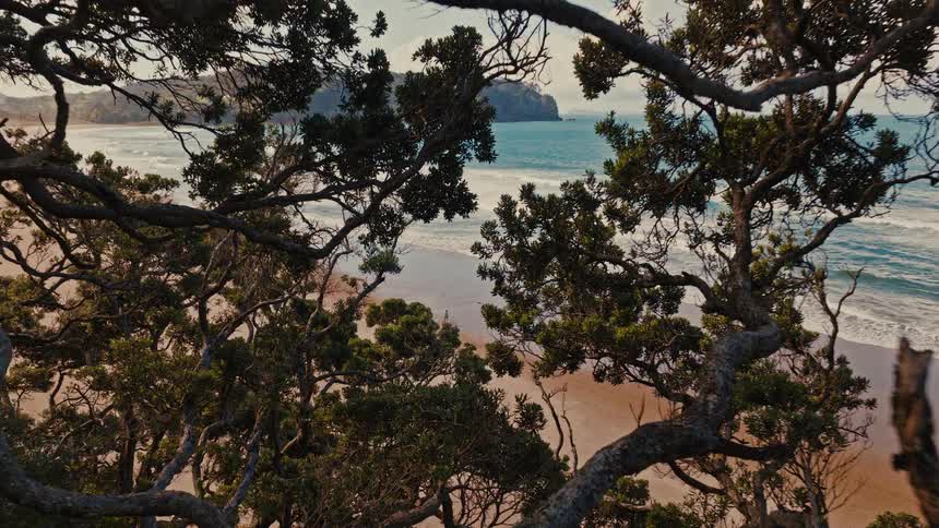 A stunning drone shot pushes through the lush coastal forest to reveal a beautiful sandy beach and the vast ocean