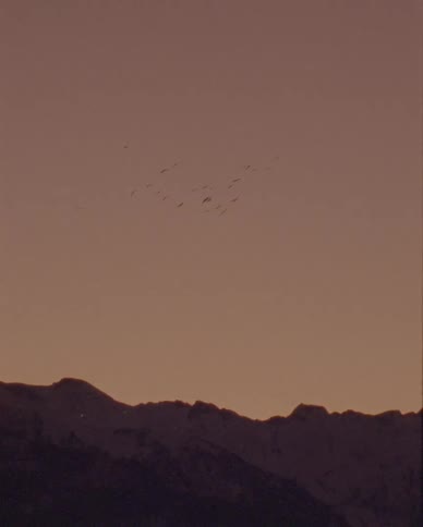 A flock of birds flies in formation over a snow-capped mountain range at dusk