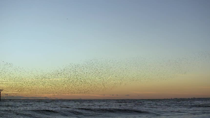 Flock of birds flying out to sea at sunset