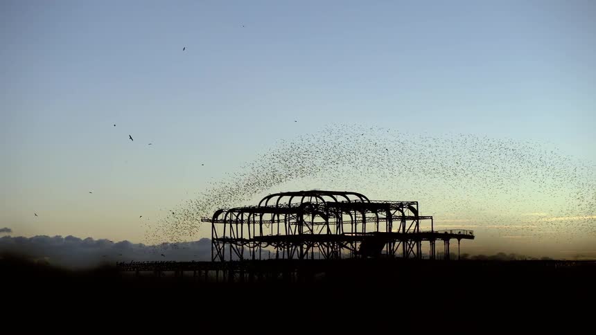 Large flock of birds flying in unison at dusk