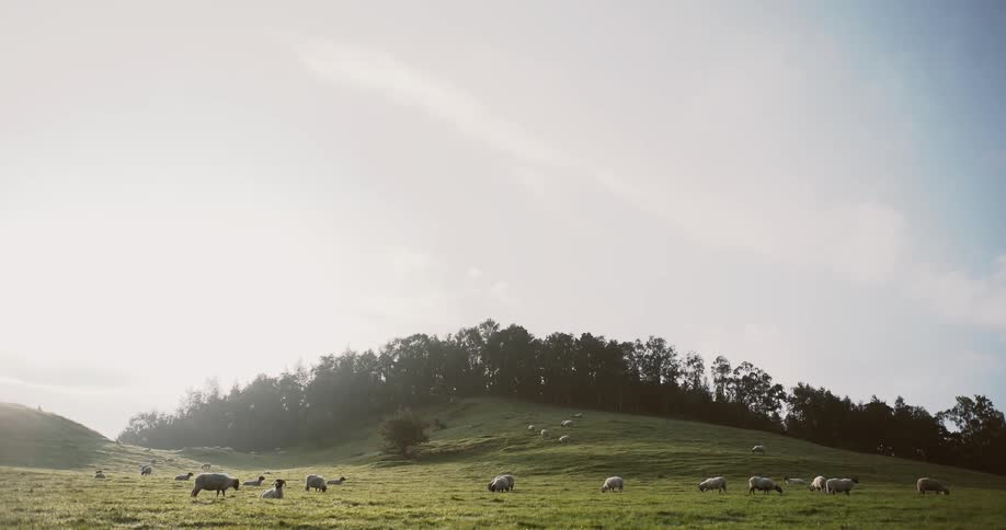 Sheep graze and lay about in a pasture during the day