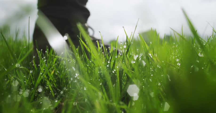 Morning dew drops cling to the grass as a person in boots walks to the field