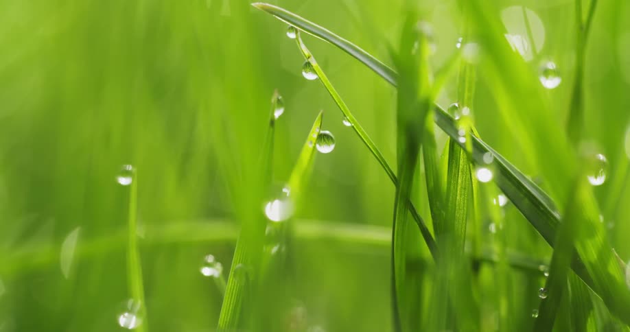 Dew on grass