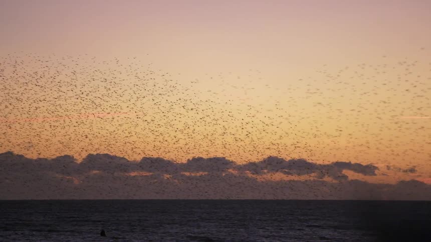 A flock of birds fly over the water at dawn