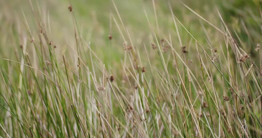 The wind is blowing the tall grass