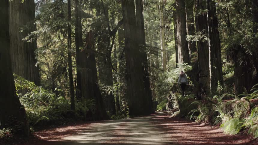 Person climbing up on a rock in a large forest