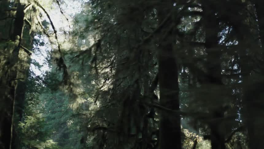 Sun shine through branches of trees