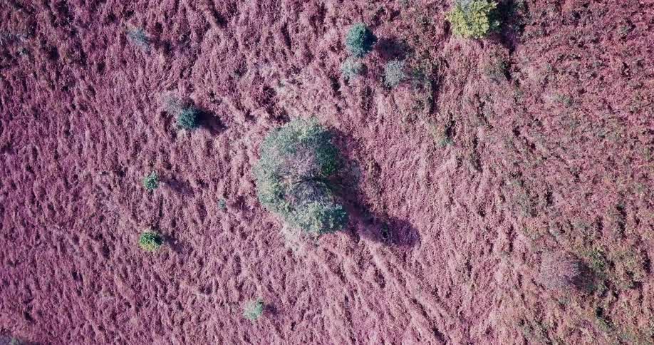Aerial view of pastel colored land