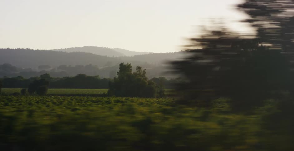 A scenic drive past lush green vineyards and misty rolling hills during a serene sunrise or sunset