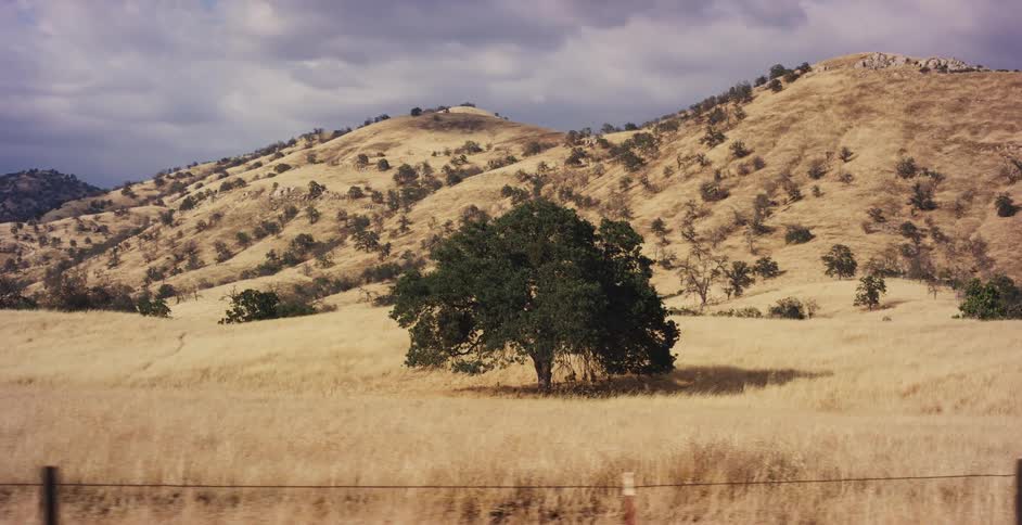 A beautiful oak tree stands alone in a golden field as the camera tracks past the rolling California hills