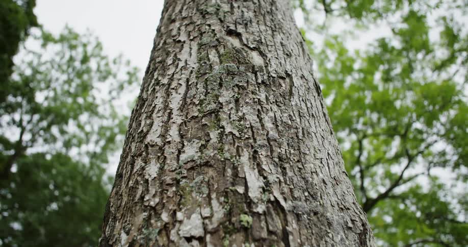 Close up view of tree bark
