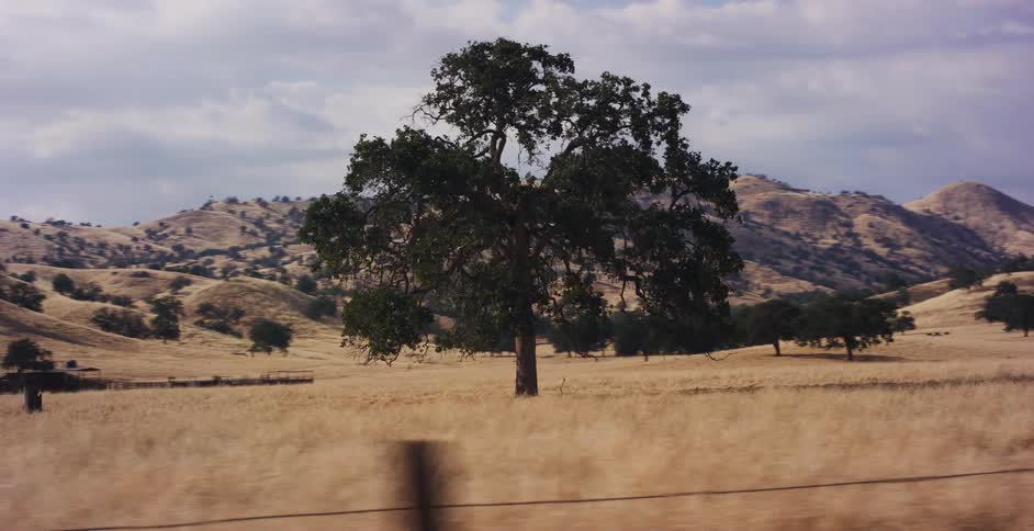 A slow-motion drive-by view of a large oak tree standing alone in a field of golden grass with rolling hills in the background