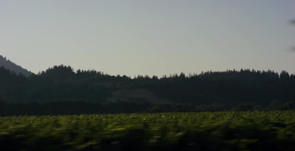 A scenic drive through a lush countryside of vineyards and rolling tree-covered hills during golden hour