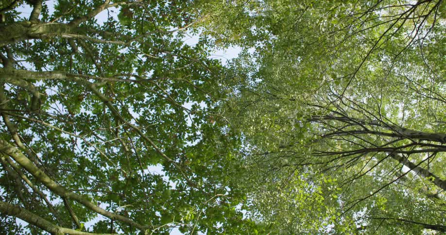 View looking up at trees on a sunny day