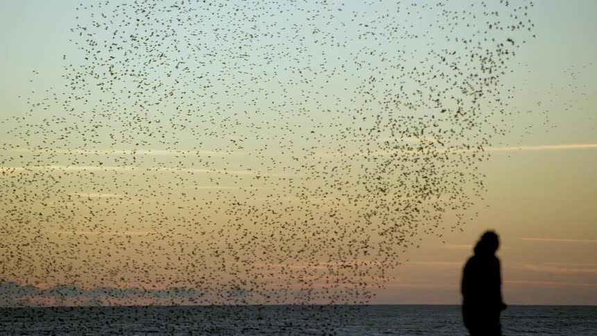 A flock of birds flies over the ocean