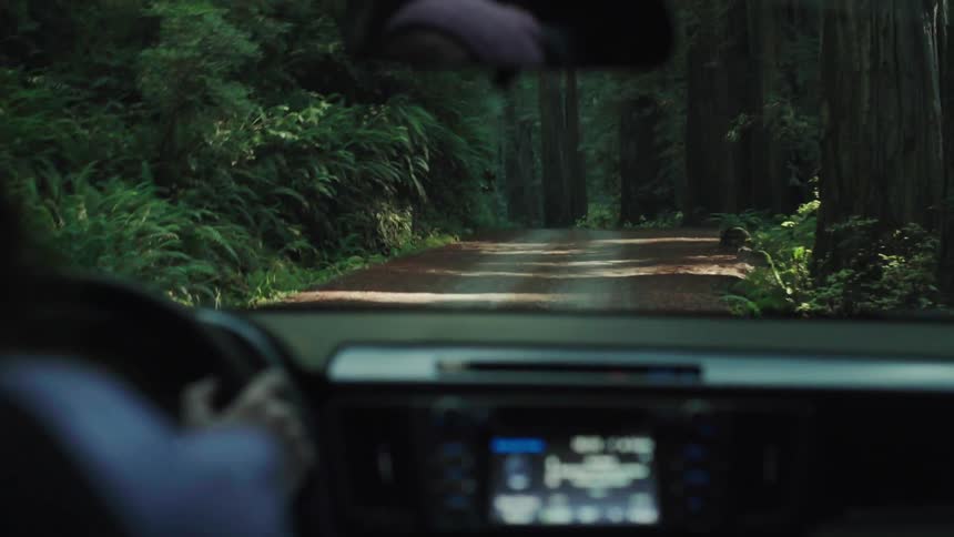 Person driving on dirt road surrounded by forest