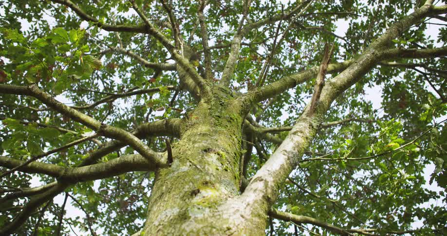 A tall green tree is covered with sun