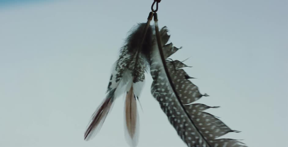 Delicate bird feathers with spotted patterns gently sway in a slow-motion close-up