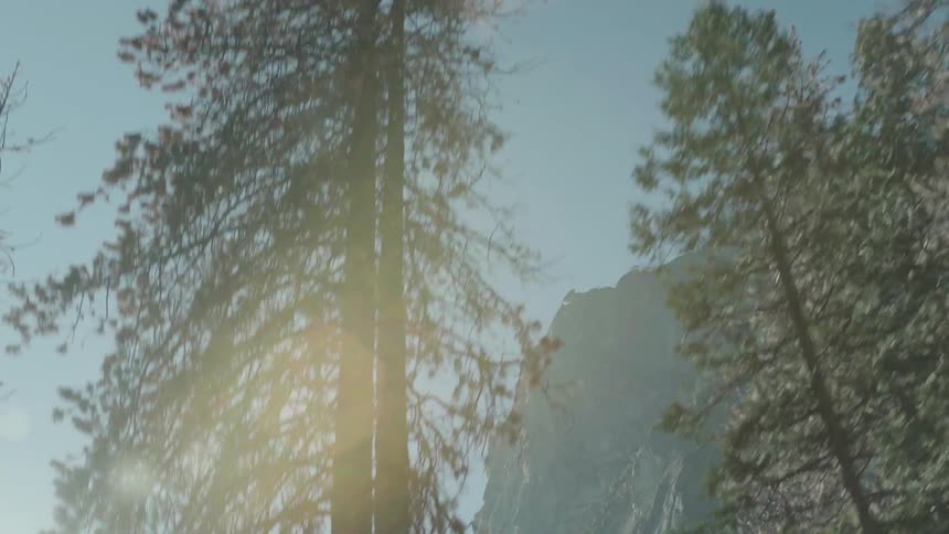Sunlight shines through trees in a forest