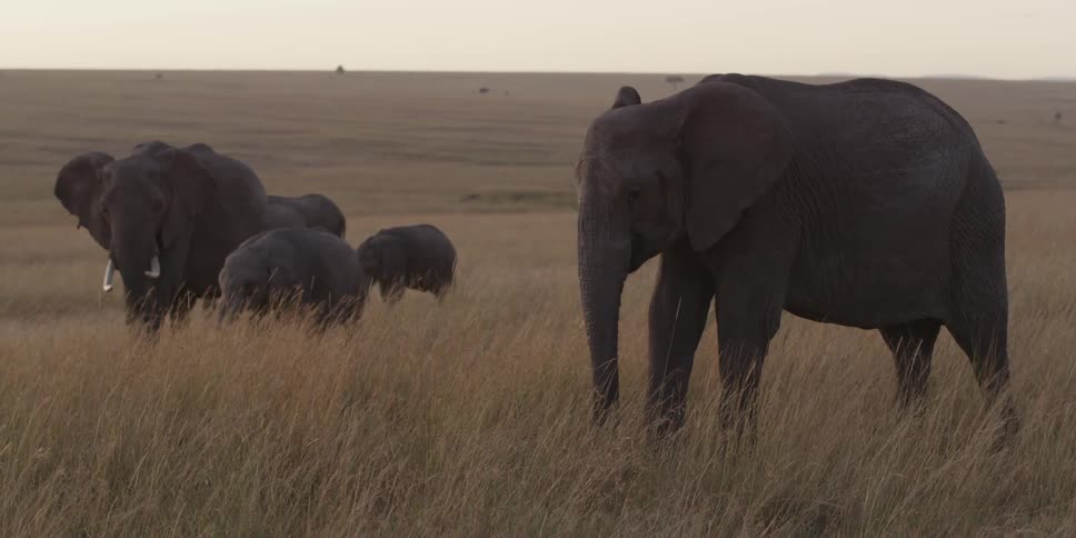 Elephants graze on grass in the savanna