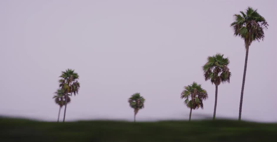 A minimalist slow-motion view of palm trees gliding past against an overcast sky
