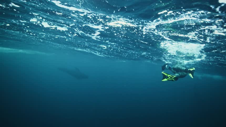 An awe-inspiring underwater view shows a freediver swimming alongside a majestic whale just below the sunlit ocean surface