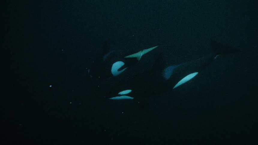 Two majestic orcas swim slowly side-by-side in the deep, dark ocean before descending into the abyss