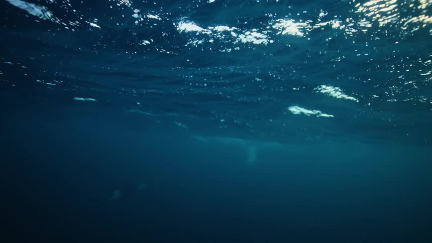 A majestic orca swims from the glistening surface of the water down into the mysterious deep blue abyss of the ocean