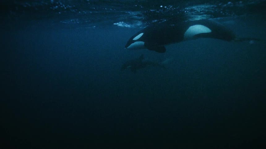 A majestic underwater shot of two orcas swimming together in the deep, dark ocean
