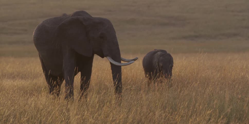 An elephant and her baby walks through tall grass