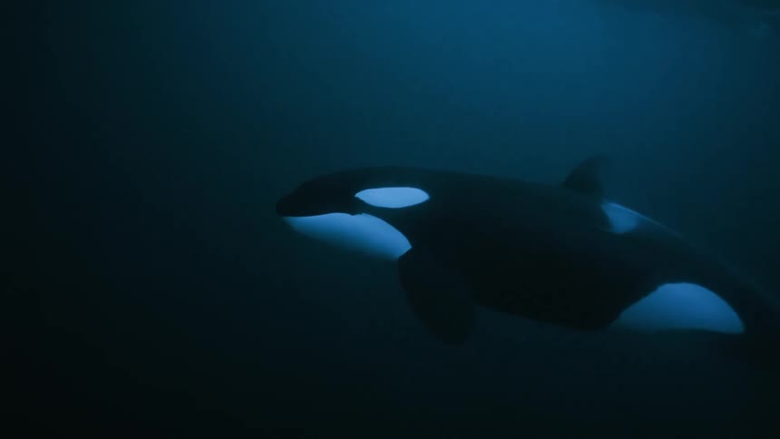 A pair of majestic orca whales swim gracefully together through the dark, deep blue ocean