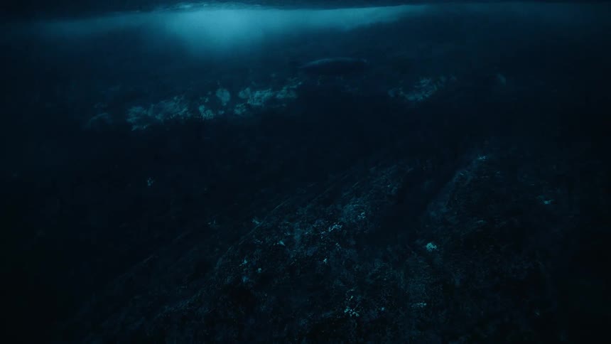 A lone seal swims gracefully through the dark and mysterious depths of the deep blue ocean