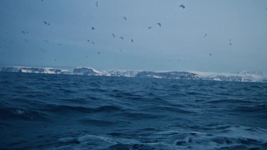 Dolphins swim in a choppy arctic sea while seagulls fly overhead, with a snowy coastline visible in the distance