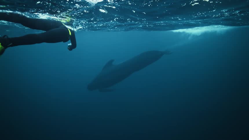 A diver with bright yellow fins swims alongside a majestic pilot whale just beneath the ocean's surface in slow motion
