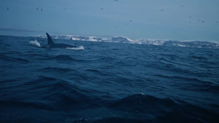 In dramatic slow motion, a majestic orca surfaces and swims through the deep blue Arctic sea with a snowy coastline on the horizon