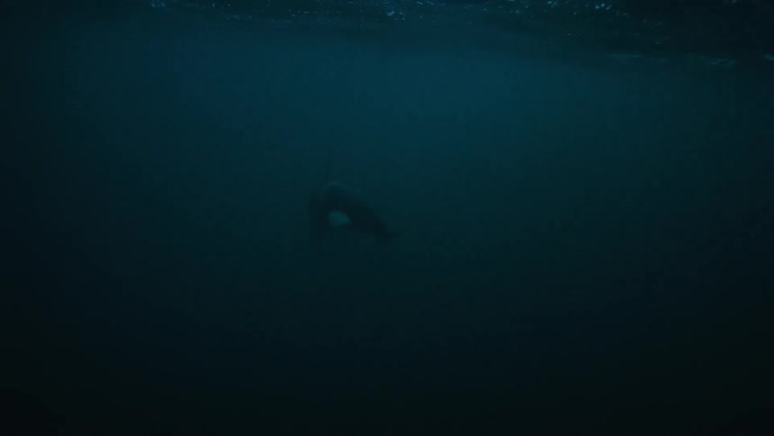 An underwater shot shows a majestic orca swimming away from the camera and slowly disappearing into the dark, deep blue ocean