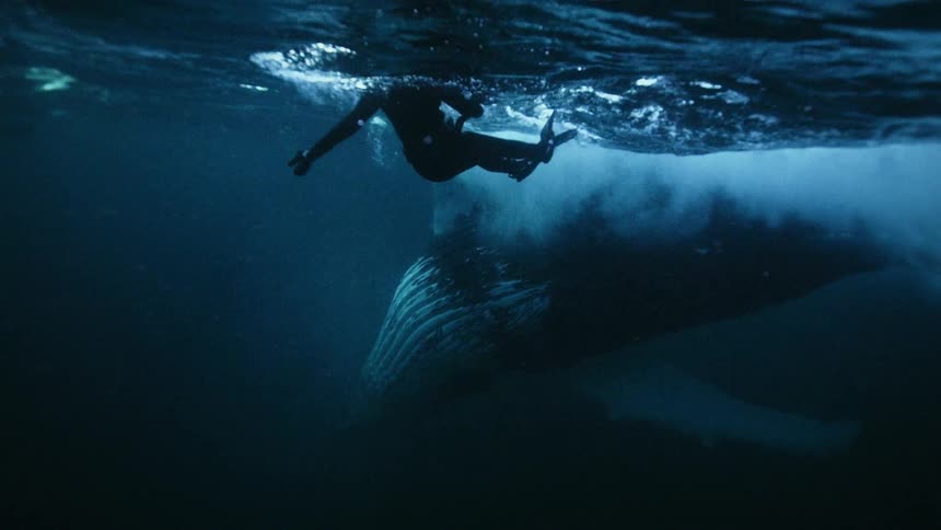 An underwater slow-motion view shows a scuba diver swimming alongside a massive humpback whale near the ocean's surface