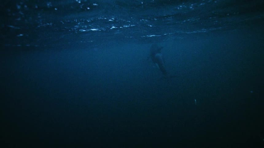 An underwater view of a pod of killer whales swimming slowly and disappearing into the dark blue ocean