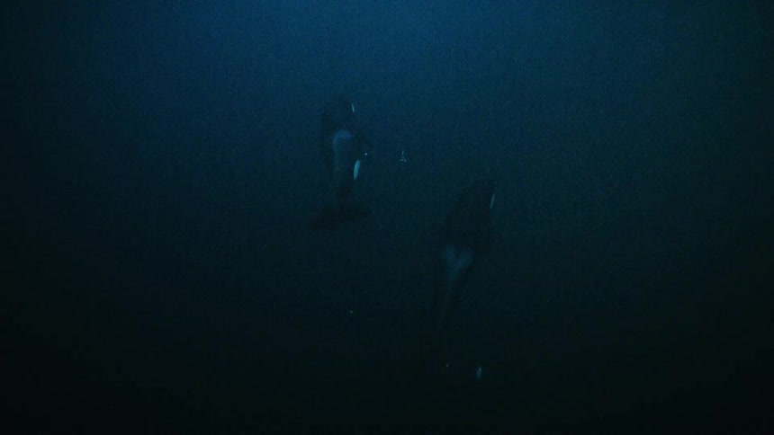 Two majestic killer whales swim gracefully through the deep, dark blue water of the ocean