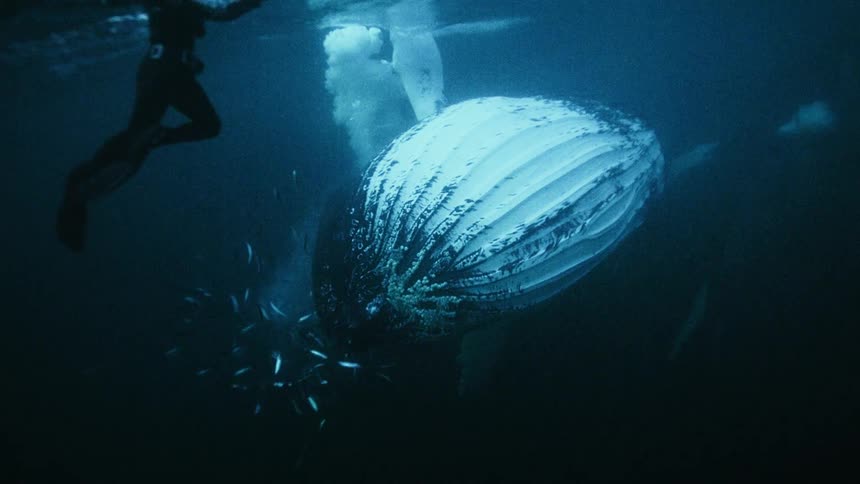 An incredible underwater shot captures a scuba diver swimming alongside a majestic humpback whale as it feeds near the ocean's surface