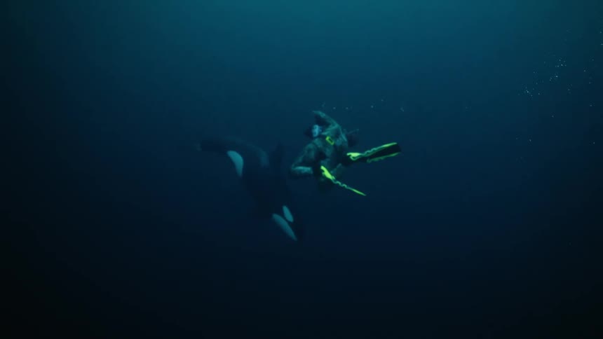 A brave underwater photographer swims alongside a majestic orca whale, capturing incredible footage as they descend into the deep blue ocean