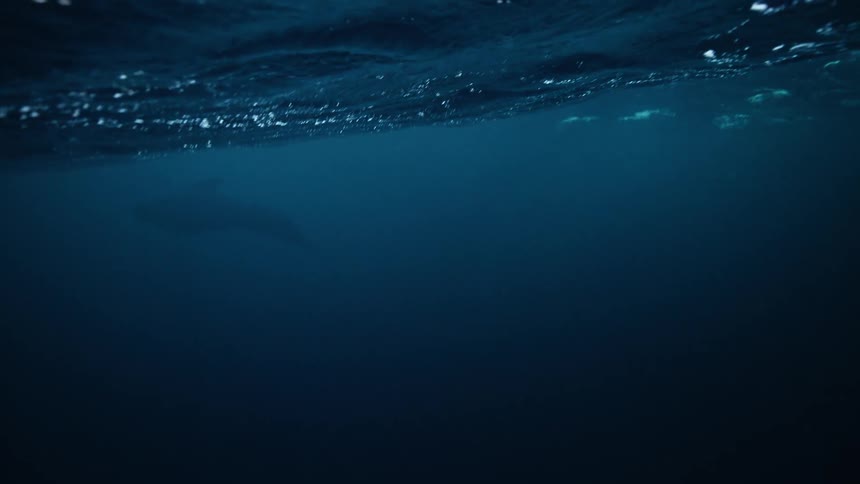 From beneath the waves, a scuba diver floats on the surface as the massive silhouette of a pilot whale glides through the deep blue ocean