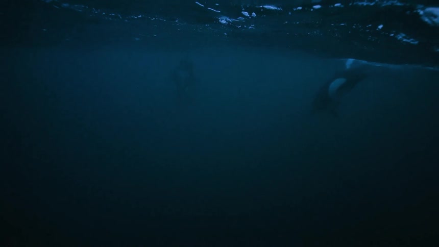 A pod of majestic orca whales swim peacefully underwater and disappear into the deep blue ocean