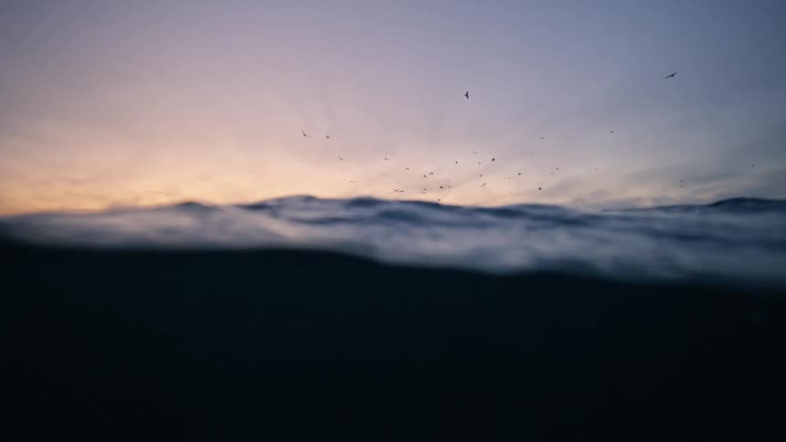 Slow motion footage from the water's surface reveals birds flying over the ocean with snowy mountains during a beautiful sunset