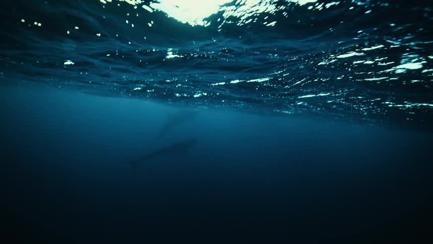An awe-inspiring underwater view shows a snorkeler near the surface as two massive whales swim in the dark depths below