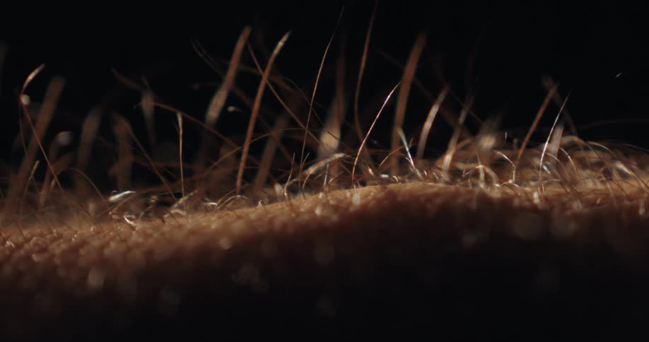 An extreme close-up macro shot of human skin shows hairs standing on end in a moment of fear or excitement