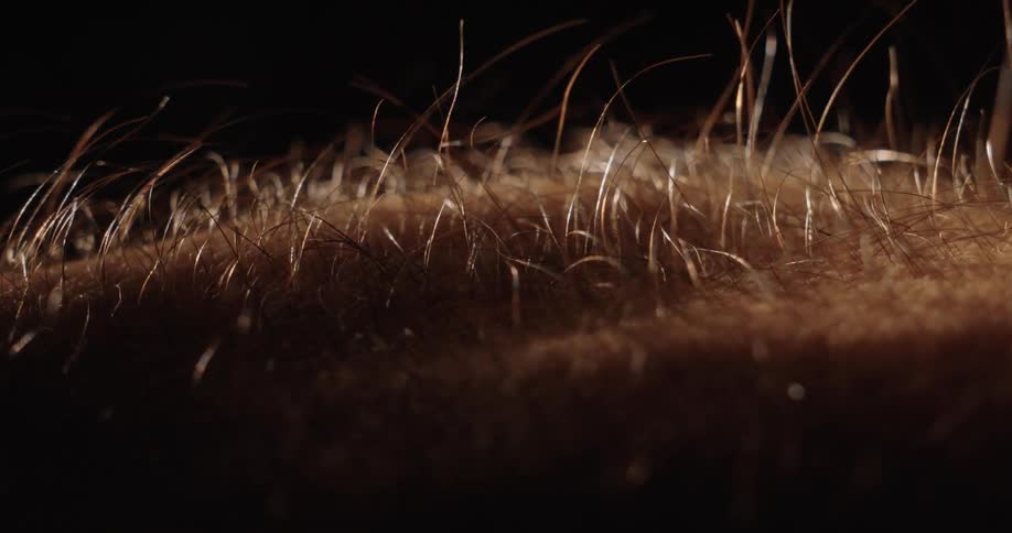 A dramatic macro shot of arm hair standing on end from goosebumps against a dark background