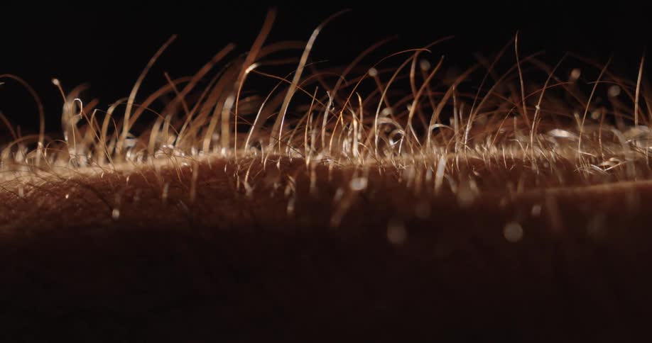 An extreme macro shot captures the physiological reaction of goosebumps as hair stands on end on human skin